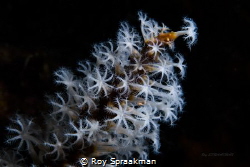 Carijoa.sp Coral. Prolific on pylons of Port Hughes Jetty... by Roy Spraakman 